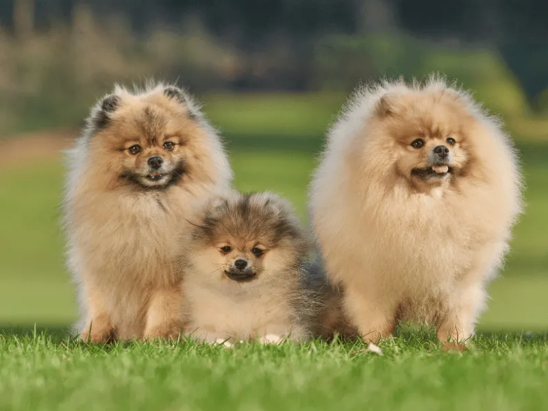 Three Pomeranians sitting elegantly