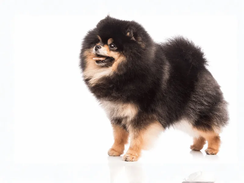 Black and tan Pomeranian