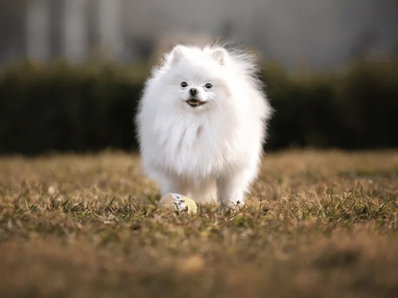 Fluffy white Pomeranian