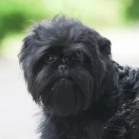 Affenpinscher