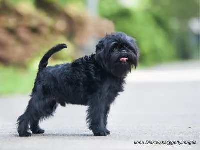 Affenpinscher