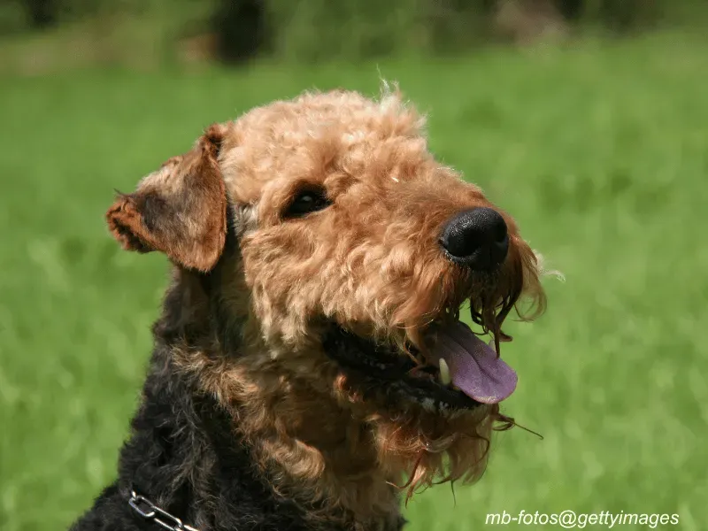 Airedale Terrier with handler