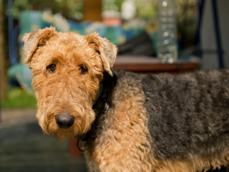 Airedale Terrier face profile