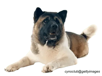 Akita