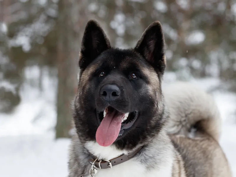 Akita with thick double coat in traditional coloring
