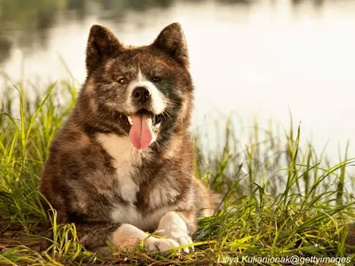 Akita