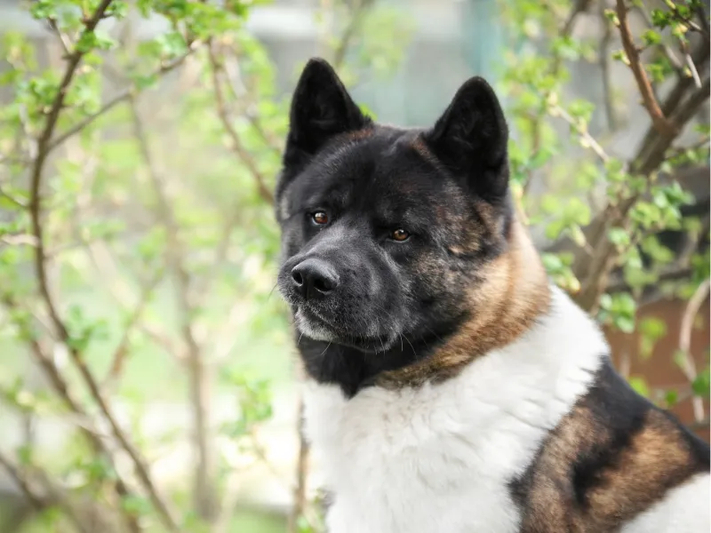 Akita face profile
