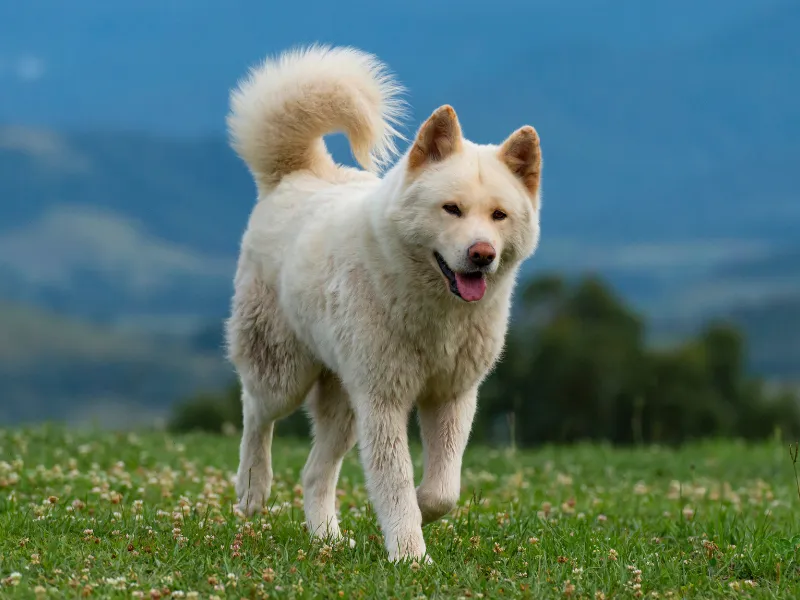 White Akita standing outdoors