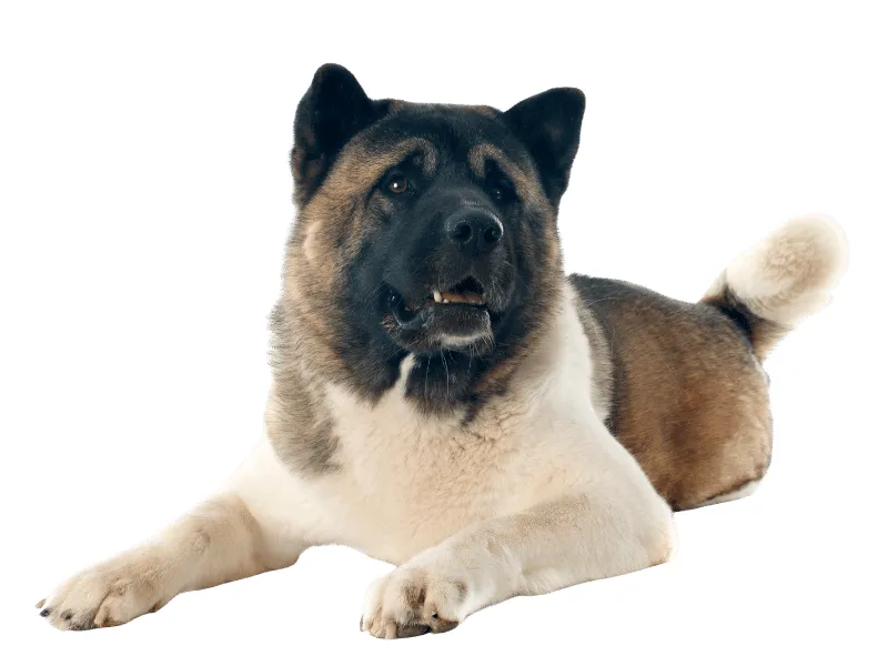 Akita laying down posing for camera