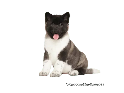 Akita puppy