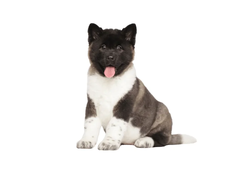 Akita puppy sitting for portrait