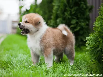 Akita Puppy
