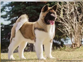Akita - Japanese Guardian