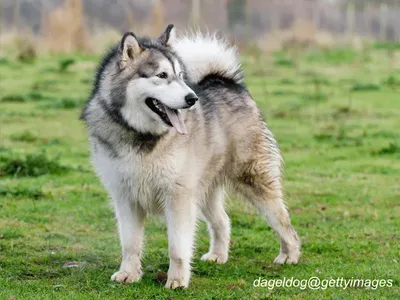 Alaskan Malamute