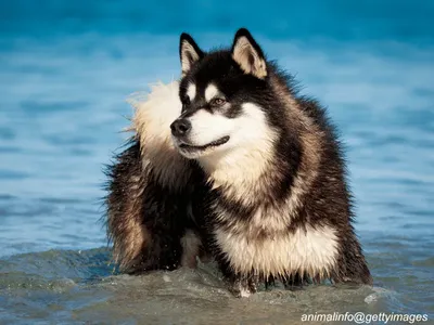 Alaskan Malamute
