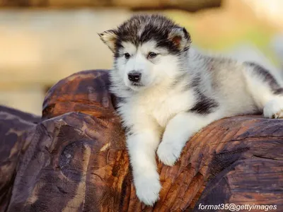 Alaskan Malamute Puppy