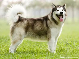 Alaskan Malamute