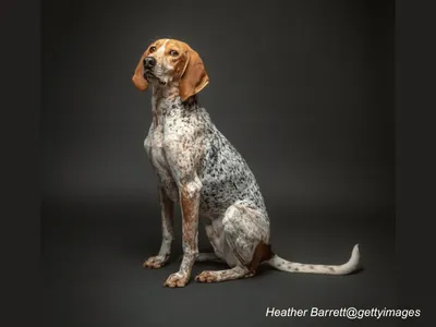 American English Coonhound