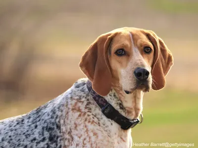 American English Coonhound