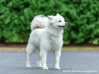 American Eskimo Dog