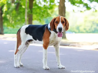 American Foxhound