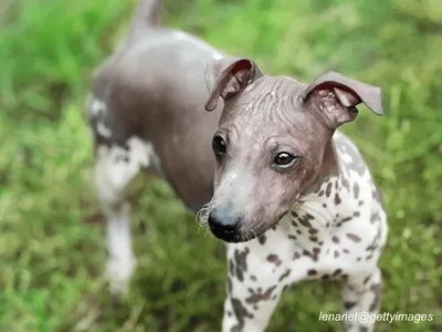 American Hairless Terrier
