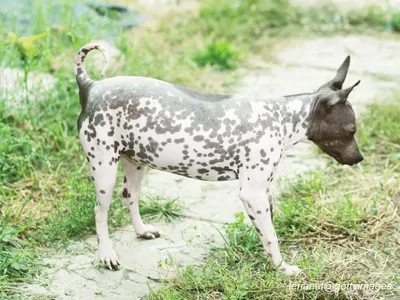 American Hairless Terrier