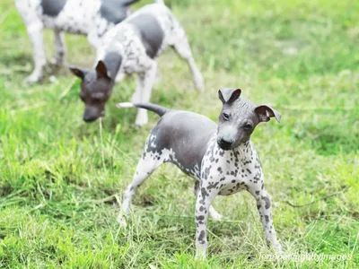 American Hairless Terrier