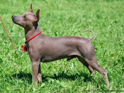 American Hairless Terrier