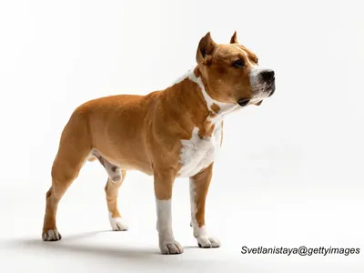 American Staffordshire Terrier