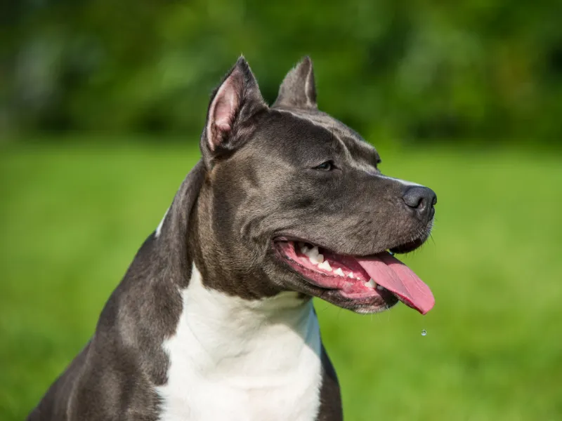 Grey and white American Staffordshire Terrier with cropped ears