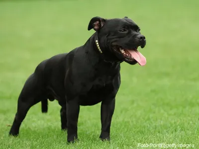 American Staffordshire Terrier
