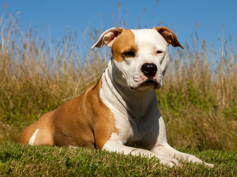 American Staffordshire Terrier with alert expression