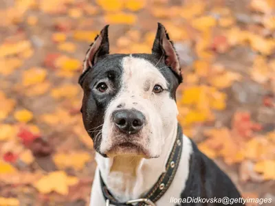 American Staffordshire Terrier