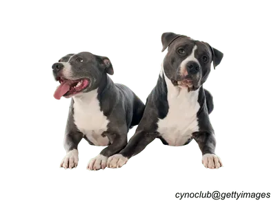 American Staffordshire Terrier