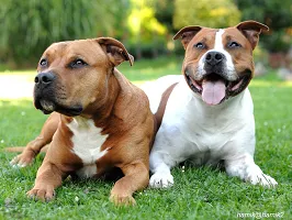 American Staffordshire Terrier - Strong Companion
