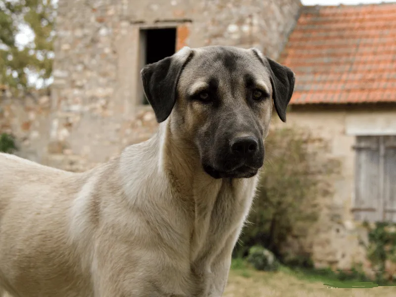 Close up of Anatolian Shepherd Dog face