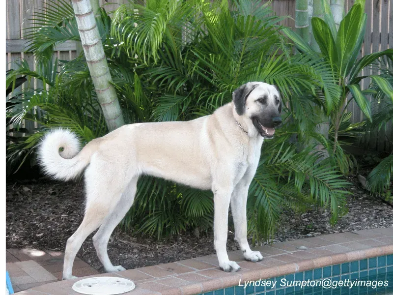 Livestock guardian Anatolian Shepherd Dog guarding his sheep