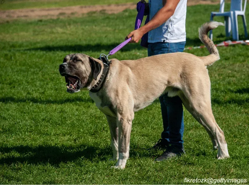 Livestock guardians Anatolian Shepherd Dog; one wearing spiked collar for protection