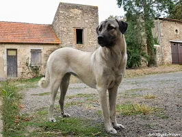 Anatolian Shepherd