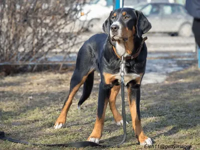 Appenzeller Sennenhund