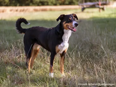 Appenzeller Sennenhund