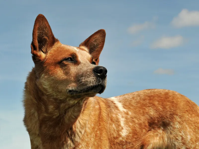 Red Heeler Australian Cattle Dog