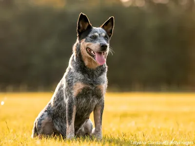 Australian Cattle Dogs