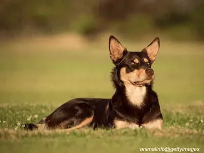 Australian Kelpie