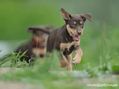 Australian Kelpie puppies