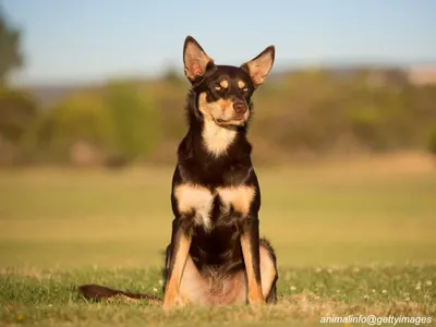 Australian Kelpie