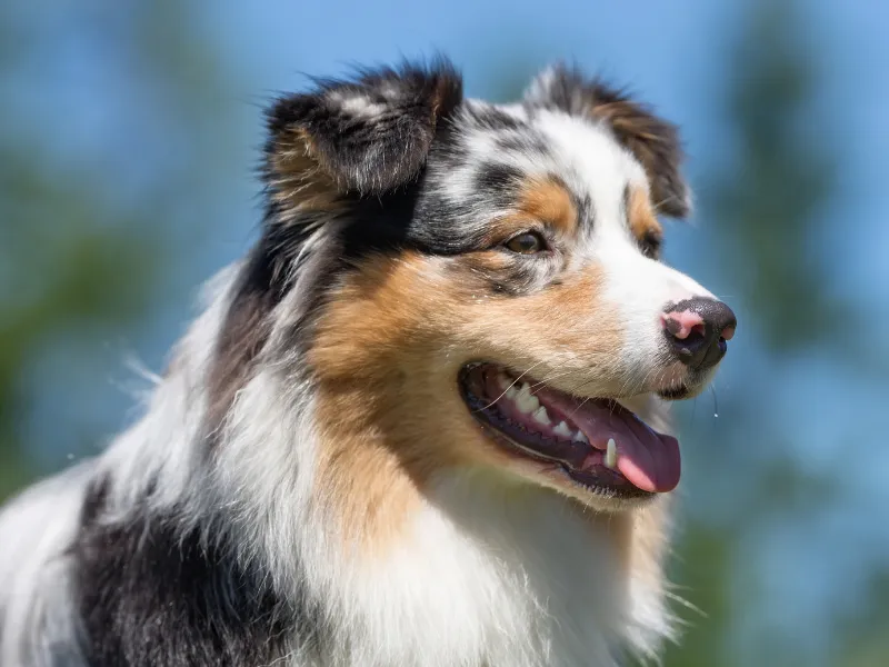 Australian Shepherd herding