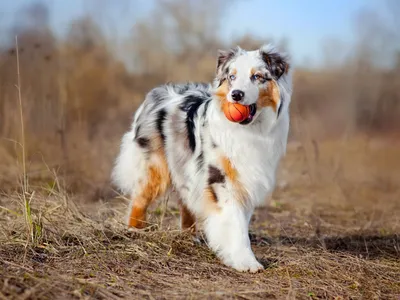 Australian Shepherd (Herding Group)