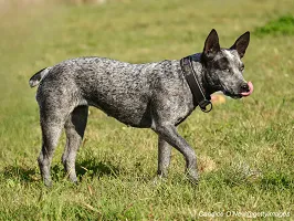Australian Stumpy Tail Cattle Dog